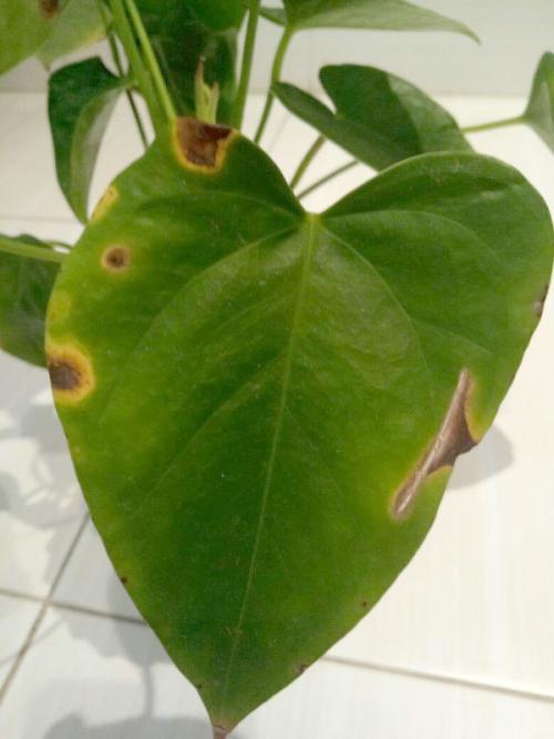 Антуриум цветок уход в домашних условиях болезни лечение. Болезни антуриума и способы их лечения