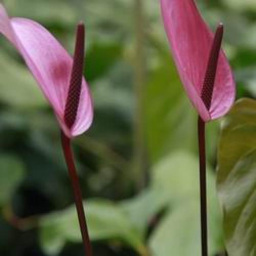 Цветок комнатный антуриум уход. Мужской цветок антуриум как ухаживать