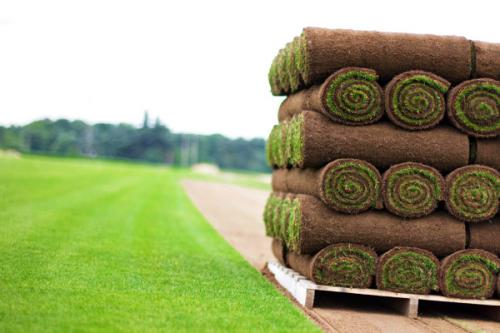 Что такое рулонный газон?