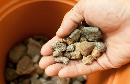 Антуриум (Мужское счастье) — уход и пересадка в домашних условиях