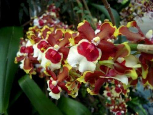 Цветок мильтония Уход в домашних условиях. Виды и сорта