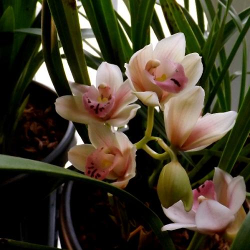 Почему не цветет орхидея фаленопсис, а растут только листья. Как заставить цвести орхидею фаленопсис?