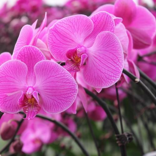 почему не цветет орхидея фаленопсис, а растут только листья. как заставить цвести орхидею фаленопсис?