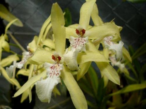 Цветок мильтония Уход в домашних условиях. Виды и сорта