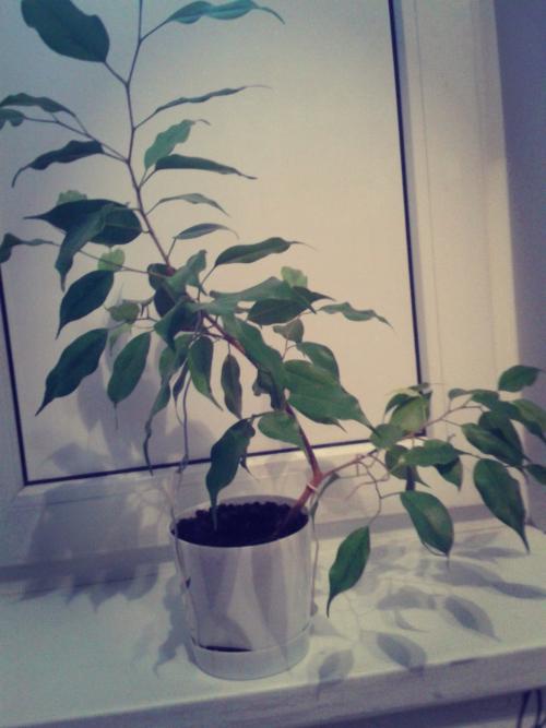 Бонсай из фикуса Бенджамина. Растим бонсай. Все этапы до 7 лет. Ч.1.