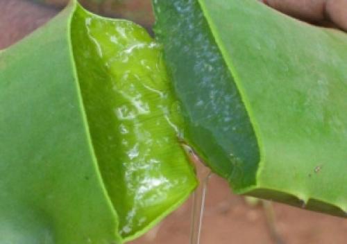 Чем отличаются столетник и алоэ вера