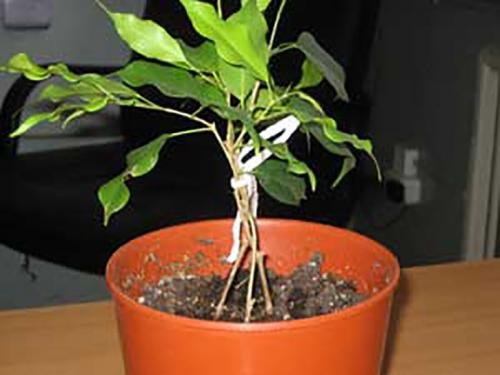 Фикус Бенджамина бонсай своими руками. Создаем бонсай дома из фикуса Бенджамина