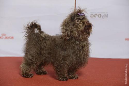 Цветная Русская болонка описание породы. История породы