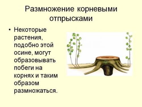 Вегетативный способ размножения это. Способы размножения комнатных растений