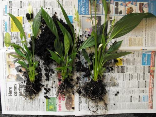 Комнатный цветок спатифиллум, как ухаживать. Цветок спатифиллум