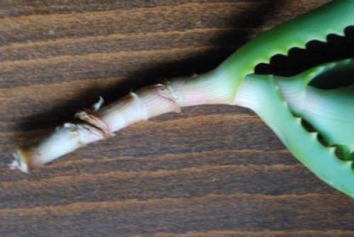 Пустит ли алоэ корни в воде. Черенкование