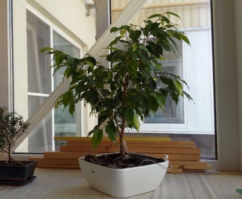 Бонсай из фикуса Бенджамина. Растим бонсай. Все этапы до 7 лет. Ч.1.