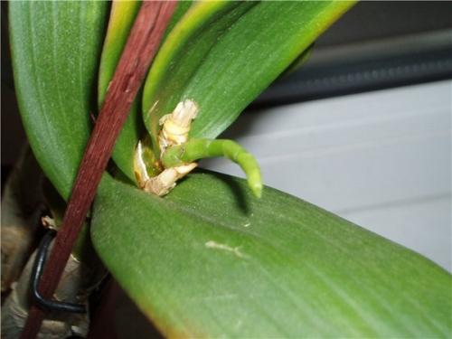 Орхидеи не цветут, что делать. Причины отсутствия