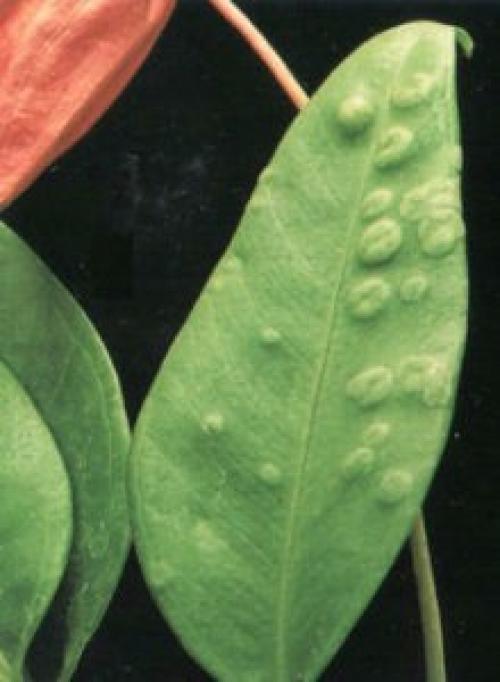 Антуриум цветок уход в домашних условиях болезни лечение. Болезни антуриума и способы их лечения