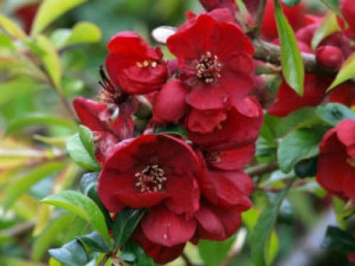 Хеномелес айва японская. Разновидности и сорта айвы японской