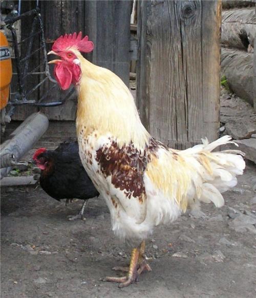 Ломан браун петух. Внешние характеристики