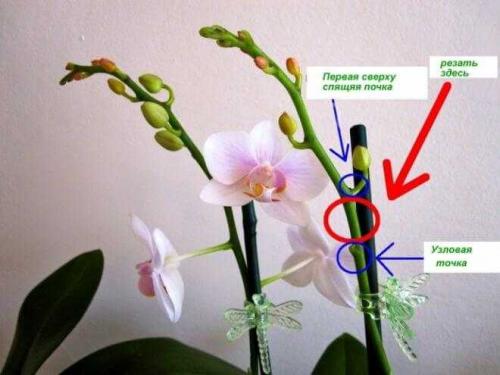 Как обрезать цветонос у орхидеи после цветения. Обрезка орхидеи после цветения в домашних условиях