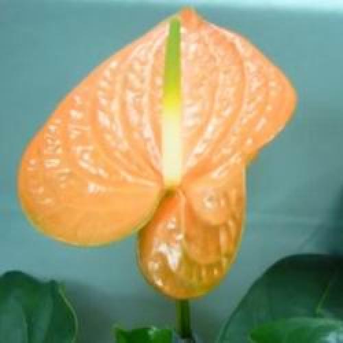 Цветок комнатный антуриум уход. Мужской цветок антуриум как ухаживать