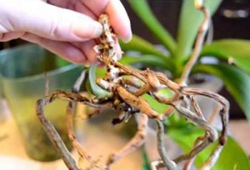 Чем заменить янтарную кислоту для орхидей. Успешная реанимация орхидеи янтарной кислотой