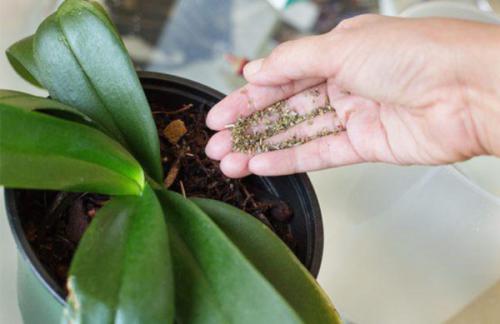 Орхидея Ванда в стеклянной вазе уход в домашних условиях. Уход