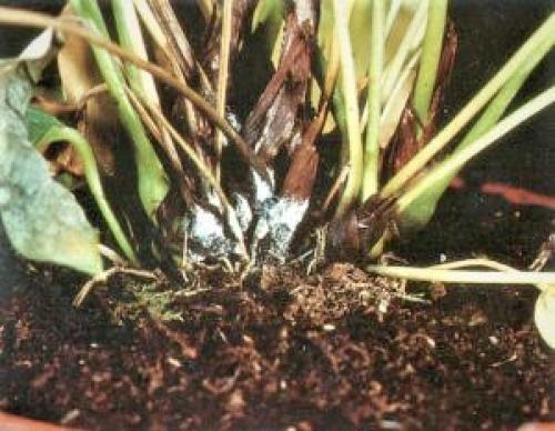 Антуриум цветок уход в домашних условиях болезни лечение. Болезни антуриума и способы их лечения