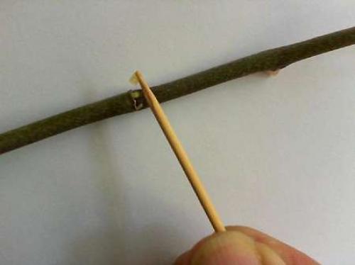 Цитокининовая паста для цветения и размножения орхидей. Размножение орхидеи