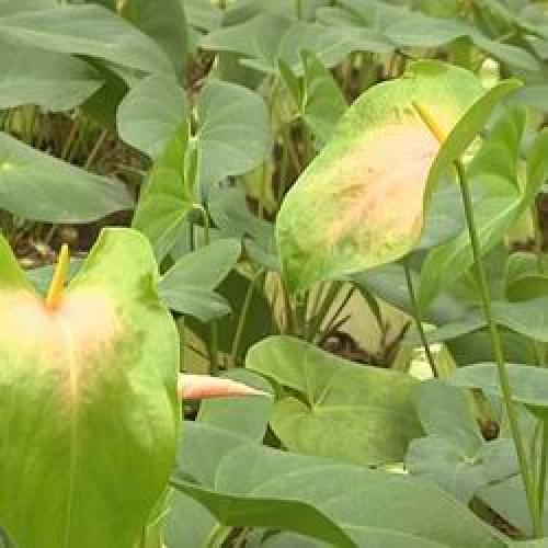 Цветок комнатный антуриум уход. Мужской цветок антуриум как ухаживать