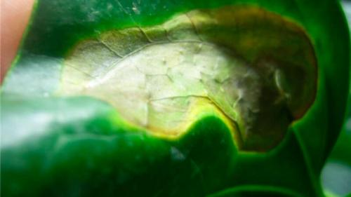 Мужской цветок Антуриум, как ухаживать листья желтеют и. Что делать, если желтеют листья у антуриума?