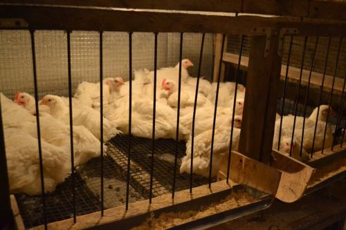 Летние клетки для кур бройлеров. 2korney › Блог › клетка для бройлеров своими руками