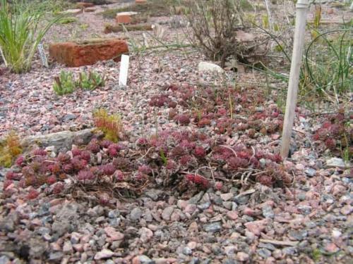 Молодило кровельное посадка и уход в домашних условиях. Основная информации о растении