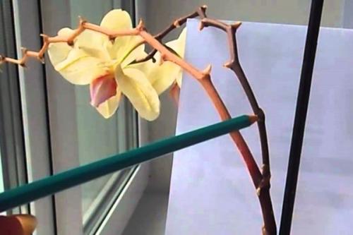 Цитокининовая паста применение для комнатных растений кроме орхидей. Цитокининовая паста: как использовать для комнатных растений