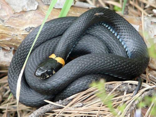 Как избавится от змеи и чего они боятся. Распространенные виды змей в России