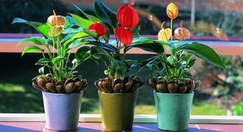 Антуриум (Мужское счастье) — уход и пересадка в домашних условиях