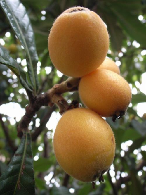 Айва японская хеномелес японский. Японская айва дикая и культурная