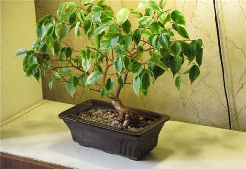 Бонсай из фикуса Бенджамина своими руками из отростка. Как сделать бонсай из фикуса бенджамина своими руками в домашних условиях