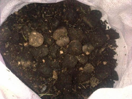 Выращивание шампиньонов в домашних условиях из готового компоста. Материалы и оборудование для приготовления компоста