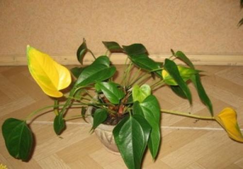 Отчего у антуриума желтеют листья