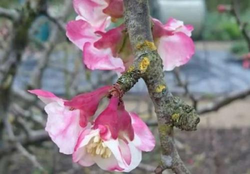 Хеномелес или айва японская. Виды и популярные сорта японской айвы