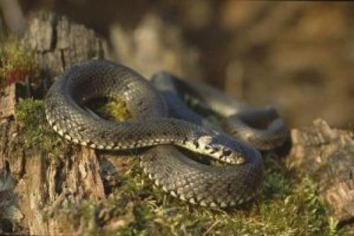 гербицид от змей. как избавиться от змей на дачном участке: средства борьбы с ползучими гадами