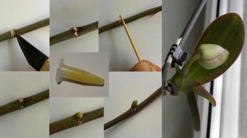 Паста для орхидей цитокининовая инструкция. Применение цитокининовой пасты на орхидеях