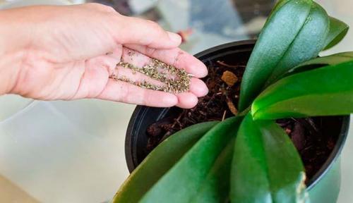 Сколько орхидея отдыхает после цветения. Как ухаживать за орхидеей в период покоя