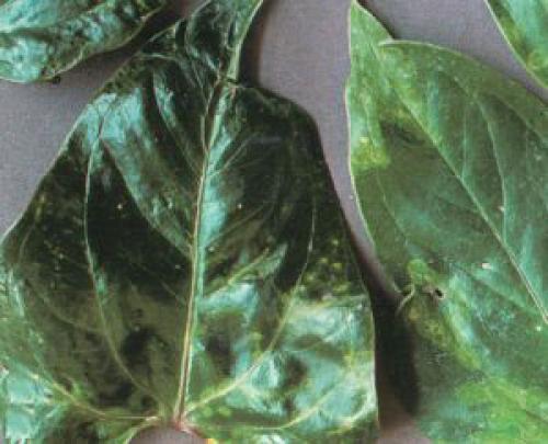 Антуриум цветок уход в домашних условиях болезни лечение. Болезни антуриума и способы их лечения