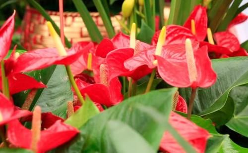 Домашние цветы антуриум и уход за ними. Антуриум