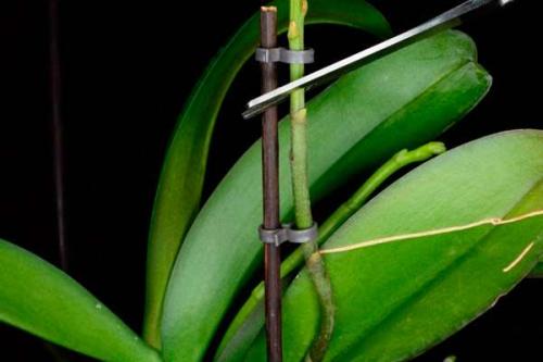 Как правильно обрезать цветонос у орхидеи. Интересно о том, как правильно обрезать орхидею после цветения