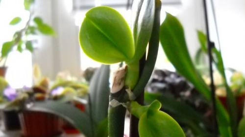 Паста для орхидей цитокининовая инструкция. Применение цитокининовой пасты на орхидеях