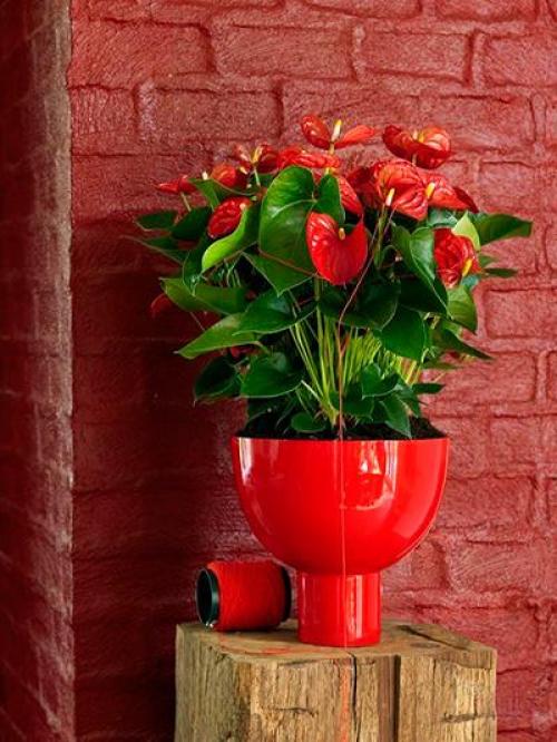 Мужское счастье цветок антуриума уход и размножение. Уход за “Мужским счастьем” после покупки