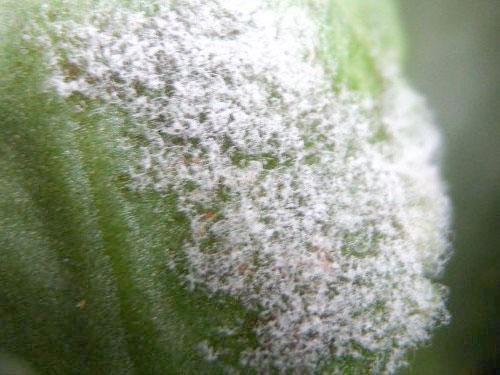 Антуриум цветок уход в домашних условиях болезни лечение. Болезни антуриума и способы их лечения