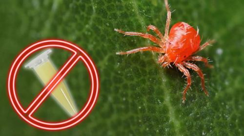 Паста для орхидей цитокининовая инструкция. Применение цитокининовой пасты на орхидеях