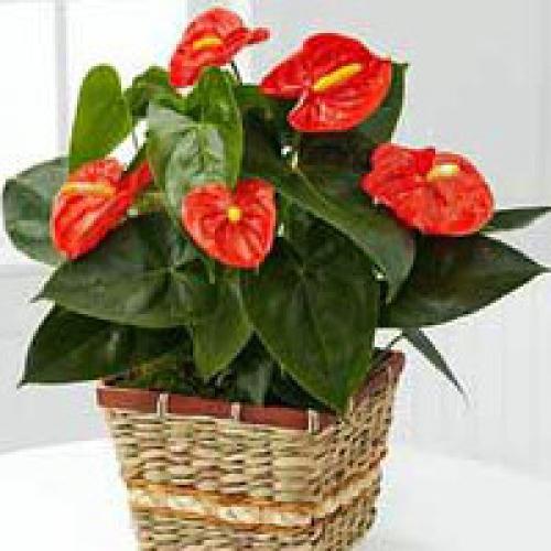 Цветок антуриум уход и размножение в домашних условиях. Цветок Антуриум - разновидности и уход