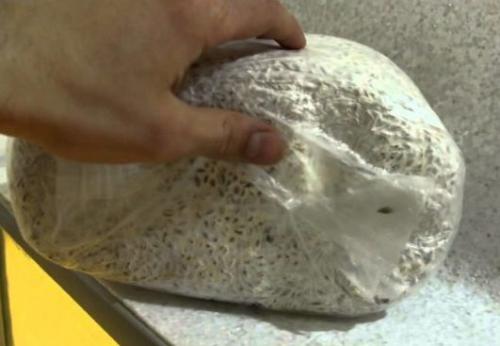 Выращивание шампиньонов в домашних условиях для новичков пошагово. Выращивание шампиньонов в домашних условиях: инструкция для новичков